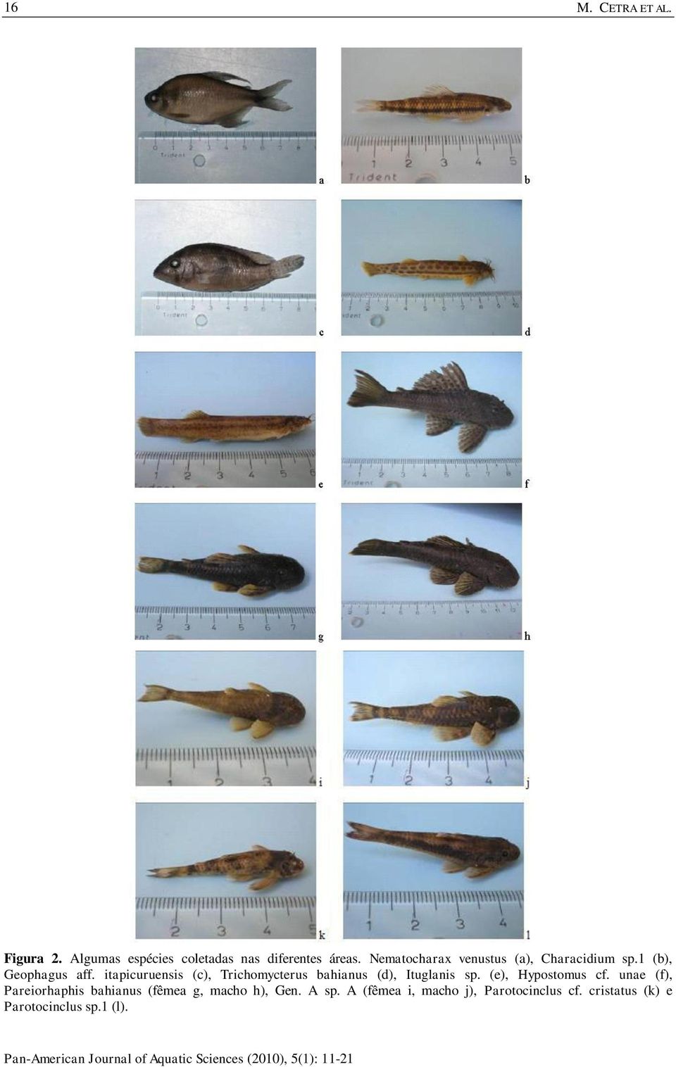 itapicuruensis (c), Trichomycterus bahianus (d), Ituglanis sp. (e), Hypostomus cf.