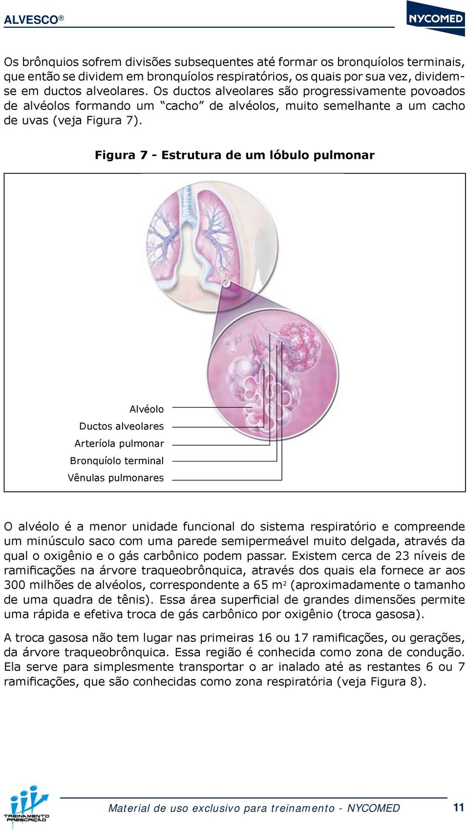 Figura 7 - Estrutura de um lóbulo pulmonar Alvéolo Ductos alveolares Arteríola pulmonar Bronquíolo terminal Vênulas pulmonares O alvéolo é a menor unidade funcional do sistema respiratório e