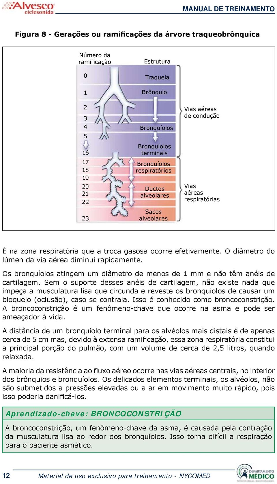 O diâmetro do lúmen da via aérea diminui rapidamente. Os bronquíolos atingem um diâmetro de menos de 1 mm e não têm anéis de cartilagem.