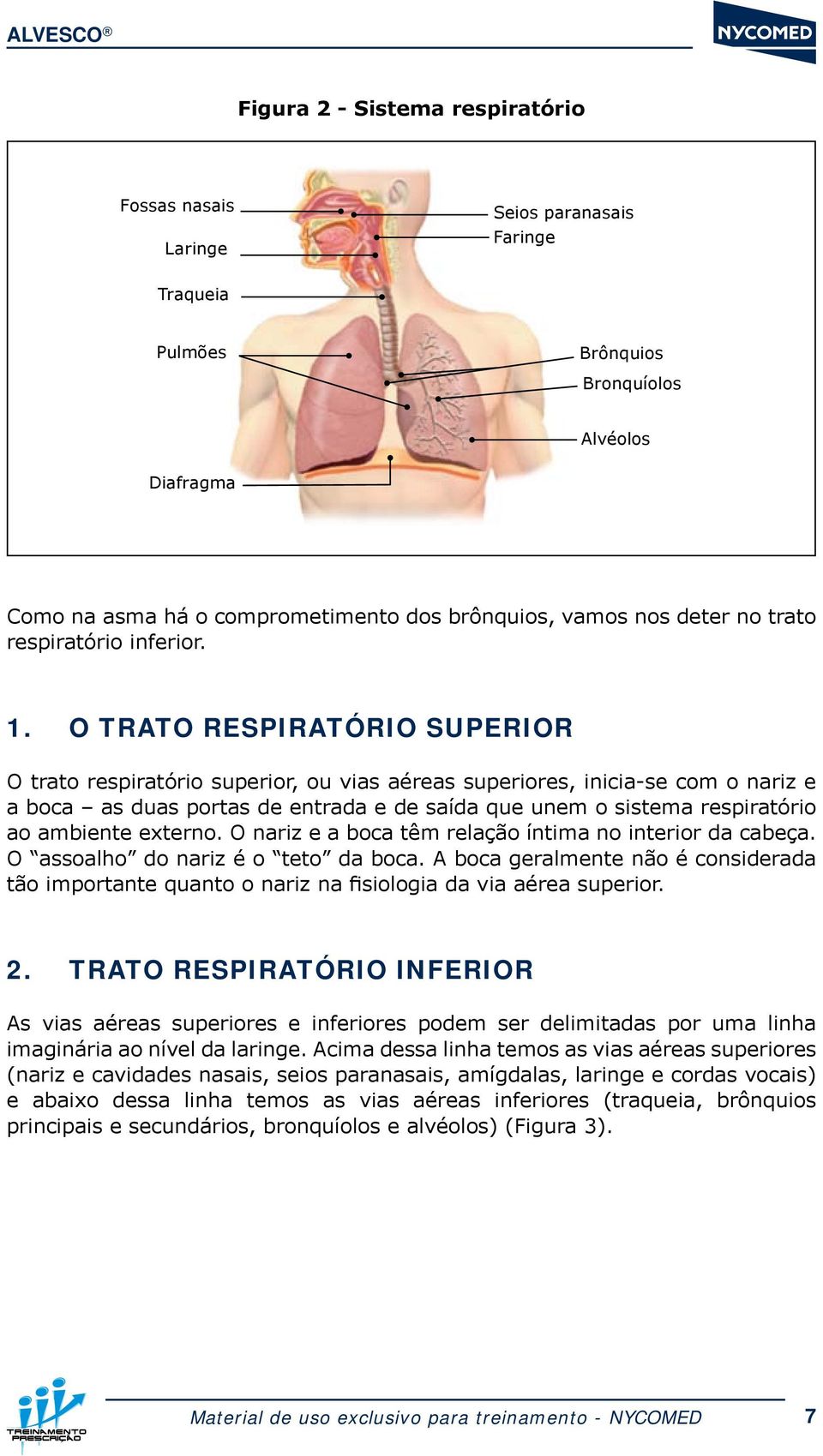 O TRATO RESPIRATÓRIO SUPERIOR O trato respiratório superior, ou vias aéreas superiores, inicia-se com o nariz e a boca as duas portas de entrada e de saída que unem o sistema respiratório ao ambiente