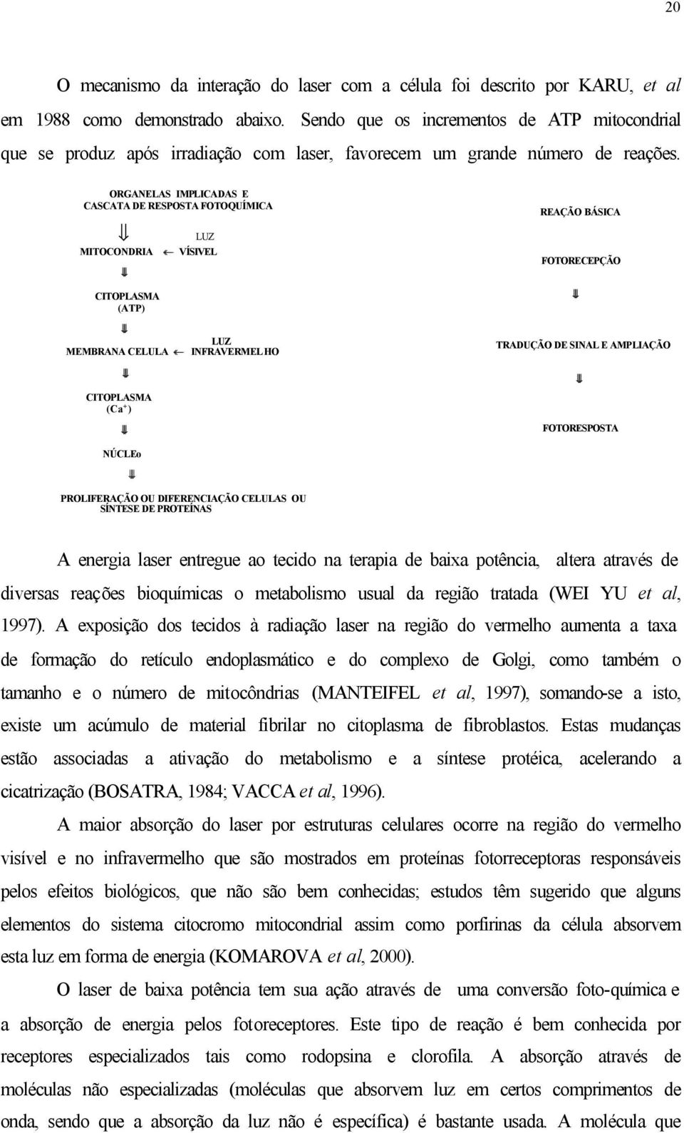 ORGANELAS IMPLICADAS E CASCATA DE RESPOSTA FOTOQUÍMICA MITOCONDRIA LUZ VÍSIVEL REAÇÃO BÁSICA FOTORECEPÇÃO CITOPLASMA (ATP) LUZ MEMBRANA CELULA INFRAVERMELHO TRADUÇÃO DE SINAL E AMPLIAÇÃO CITOPLASMA