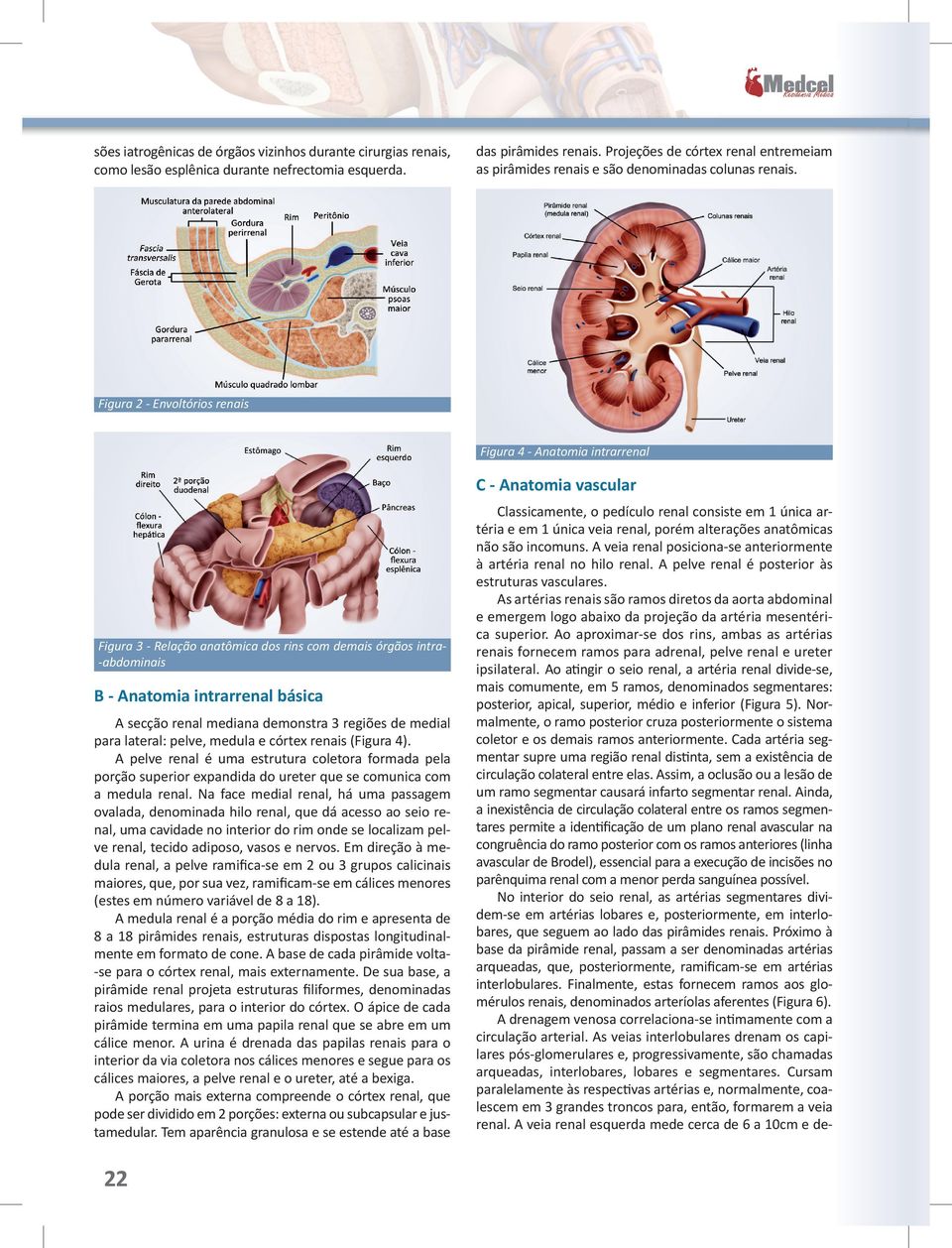 Figura 2 - Envoltórios renais Figura 4 - Anatomia intrarrenal C - Anatomia vascular Figura 3 - Relação anatômica dos rins com demais órgãos intra-abdominais B - Anatomia intrarrenal básica A secção