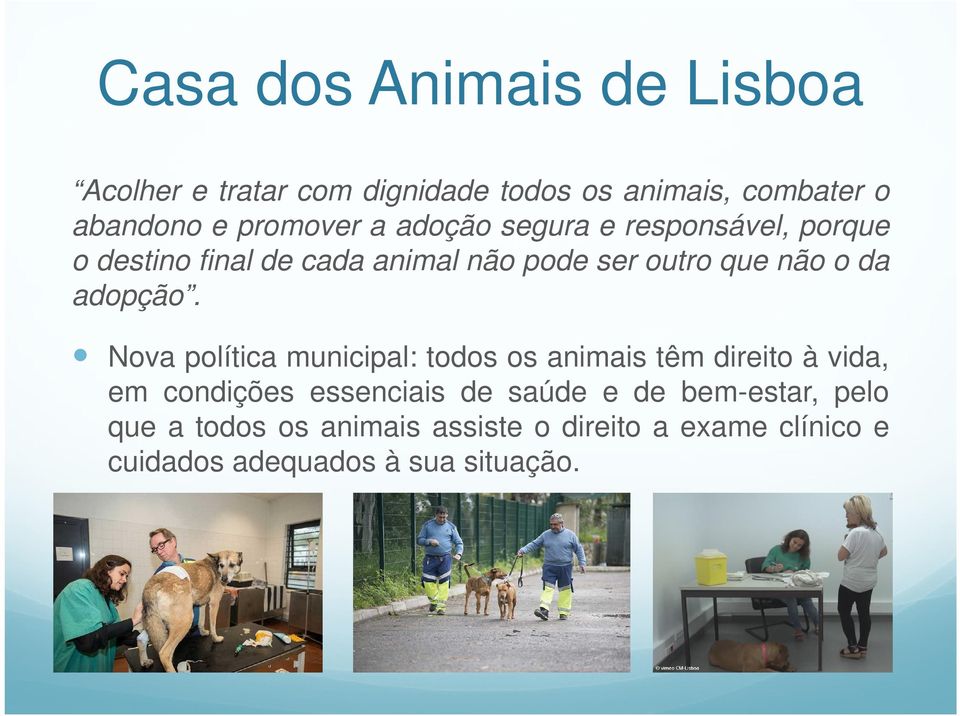 Nova política municipal: todos os animais têm direito à vida, Nova política municipal: todos os animais têm direito à