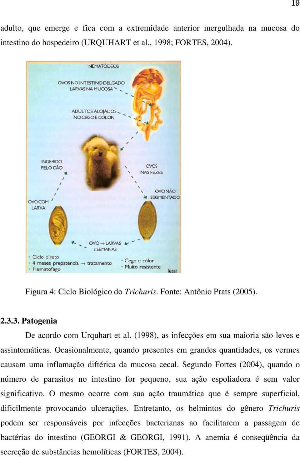 Ocasionalmente, quando presentes em grandes quantidades, os vermes causam uma inflamação diftérica da mucosa cecal.