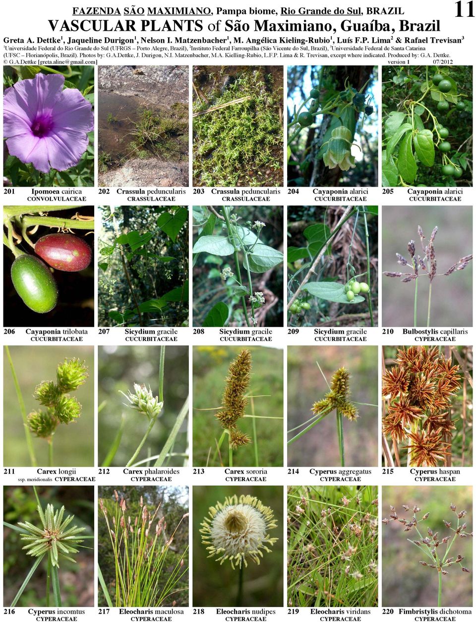 alarici CUCURBITACEAE 206 Cayaponia trilobata CUCURBITACEAE 207 Sicydium gracile CUCURBITACEAE 208 Sicydium gracile CUCURBITACEAE 209 Sicydium gracile CUCURBITACEAE 20 Bulbostylis