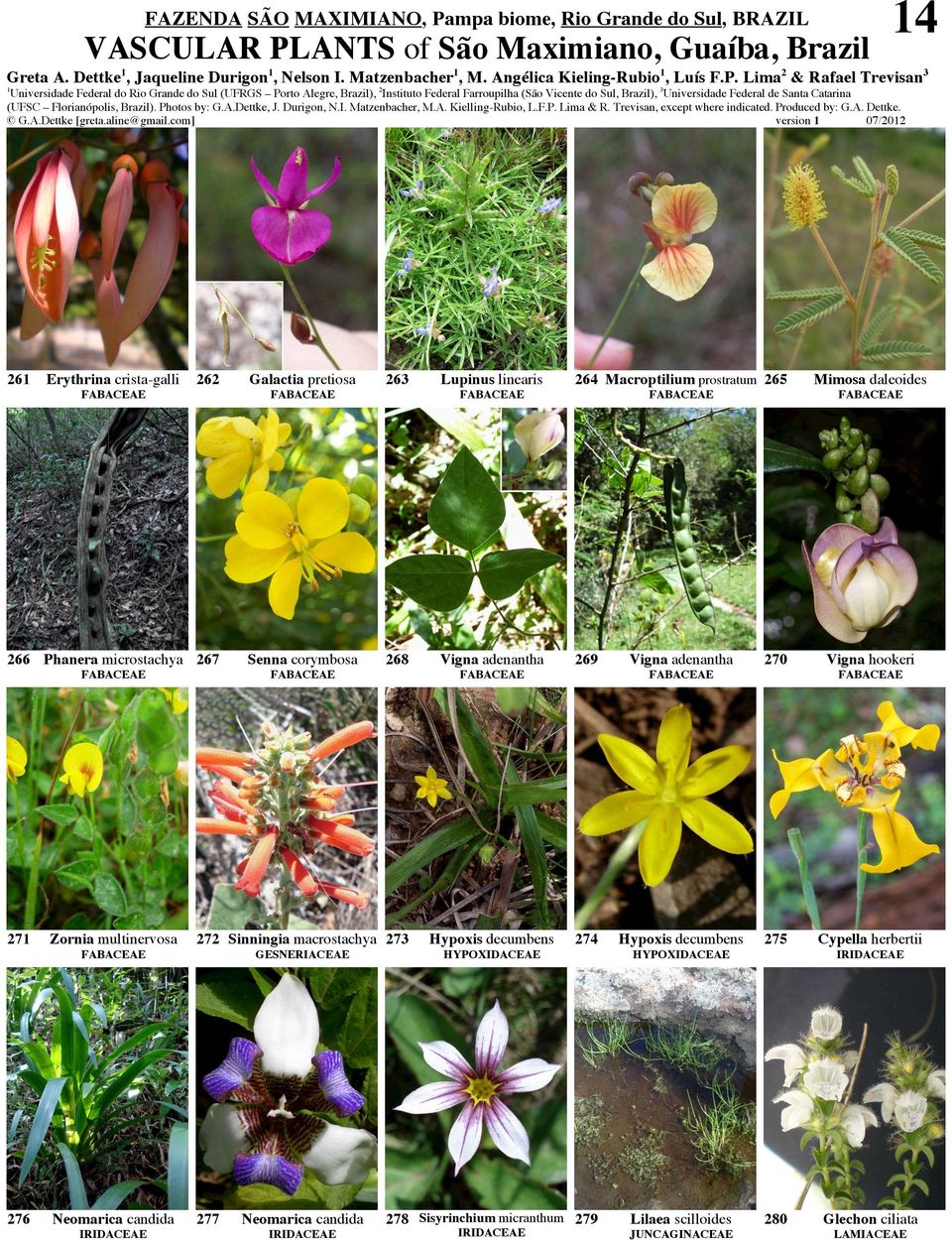 corymbosa 268 Vigna adenantha 269 Vigna adenantha 270 Vigna hookeri 27 Zornia multinervosa 272 Sinningia macrostachya GESNERIACEAE 273 Hypoxis decumbens HYPOXIDACEAE 274 Hypoxis