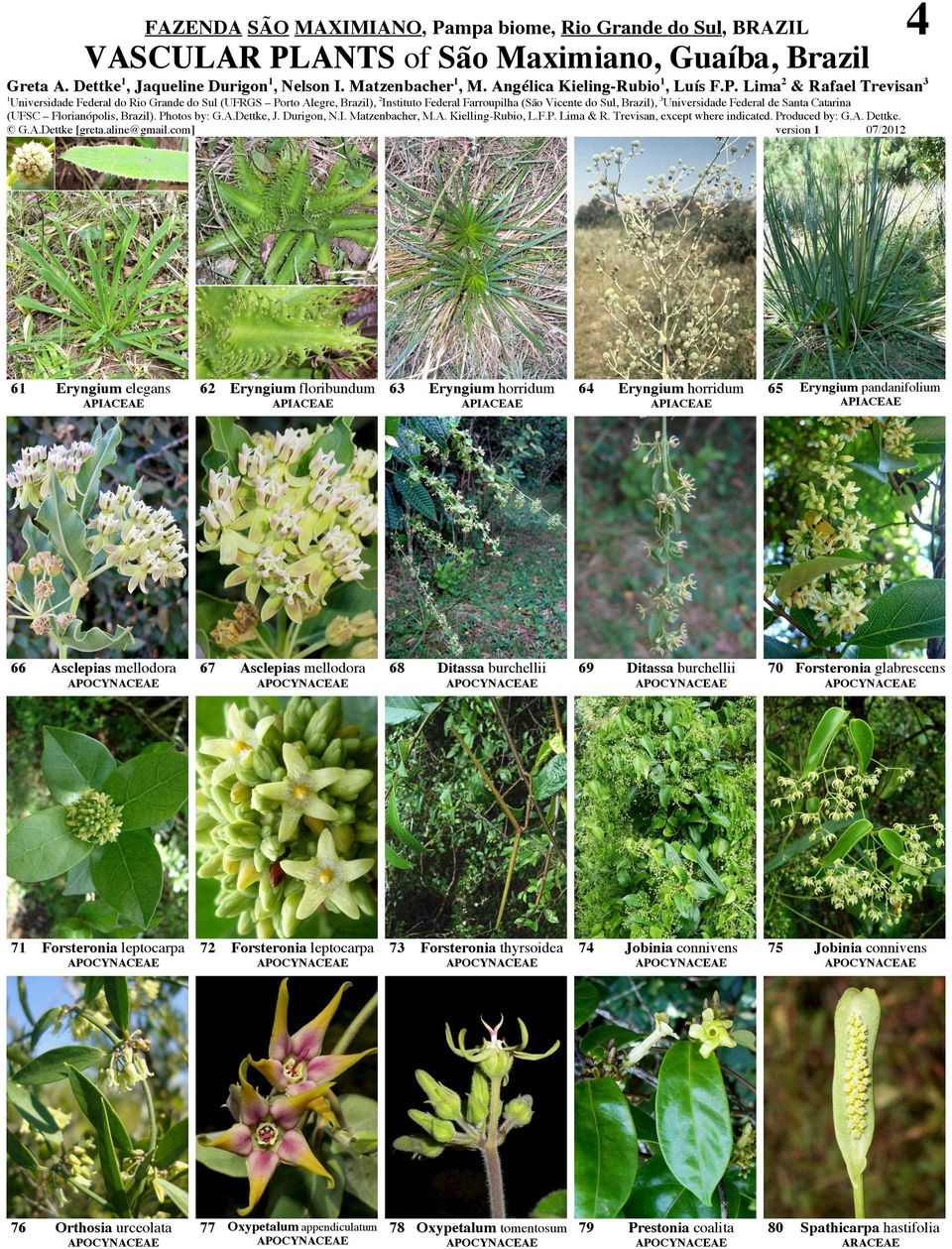 APIACEAE 66 Asclepias mellodora 67 Asclepias mellodora 68 Ditassa burchellii 69 Ditassa burchellii 70 Forsteronia glabrescens 7 Forsteronia leptocarpa 72 Forsteronia