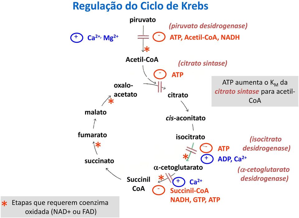 CoA * fumarato * succinato Etapas que requerem coenzima oxidada (NAD+ ou FAD) Succinil CoA isocitrato - ATP * + ADP,