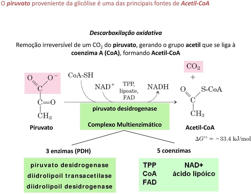 coenzima A (CoA), formando Acetil-CoA piruvato desidrogenase Piruvato Complexo Multienzimático