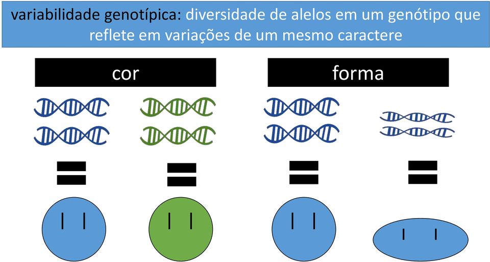 genótipo que reflete em