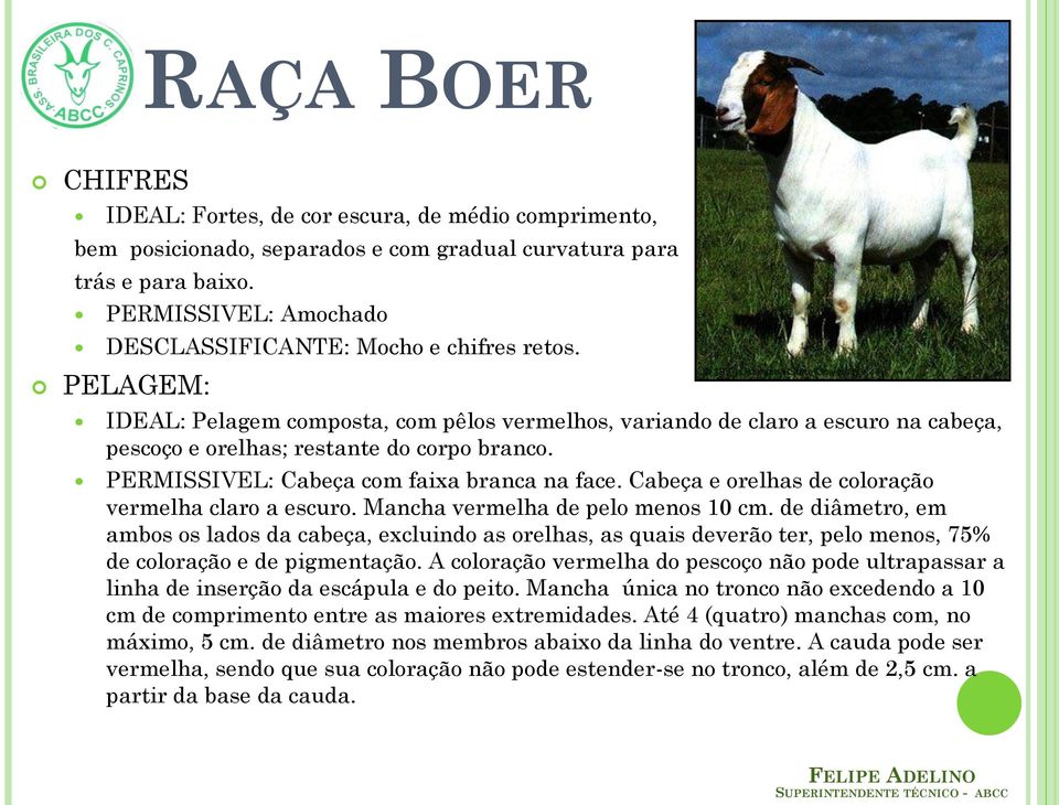 PERMISSIVEL: Cabeça com faixa branca na face. Cabeça e orelhas de coloração vermelha claro a escuro. Mancha vermelha de pelo menos 10 cm.