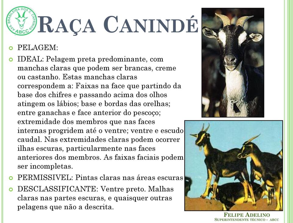 face anterior do pescoço; extremidade dos membros que nas faces internas progridem até o ventre; ventre e escudo caudal.