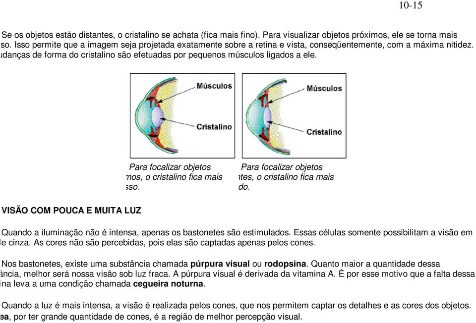 As mudanças de forma do cristalino são efetuadas por pequenos músculos ligados a ele.