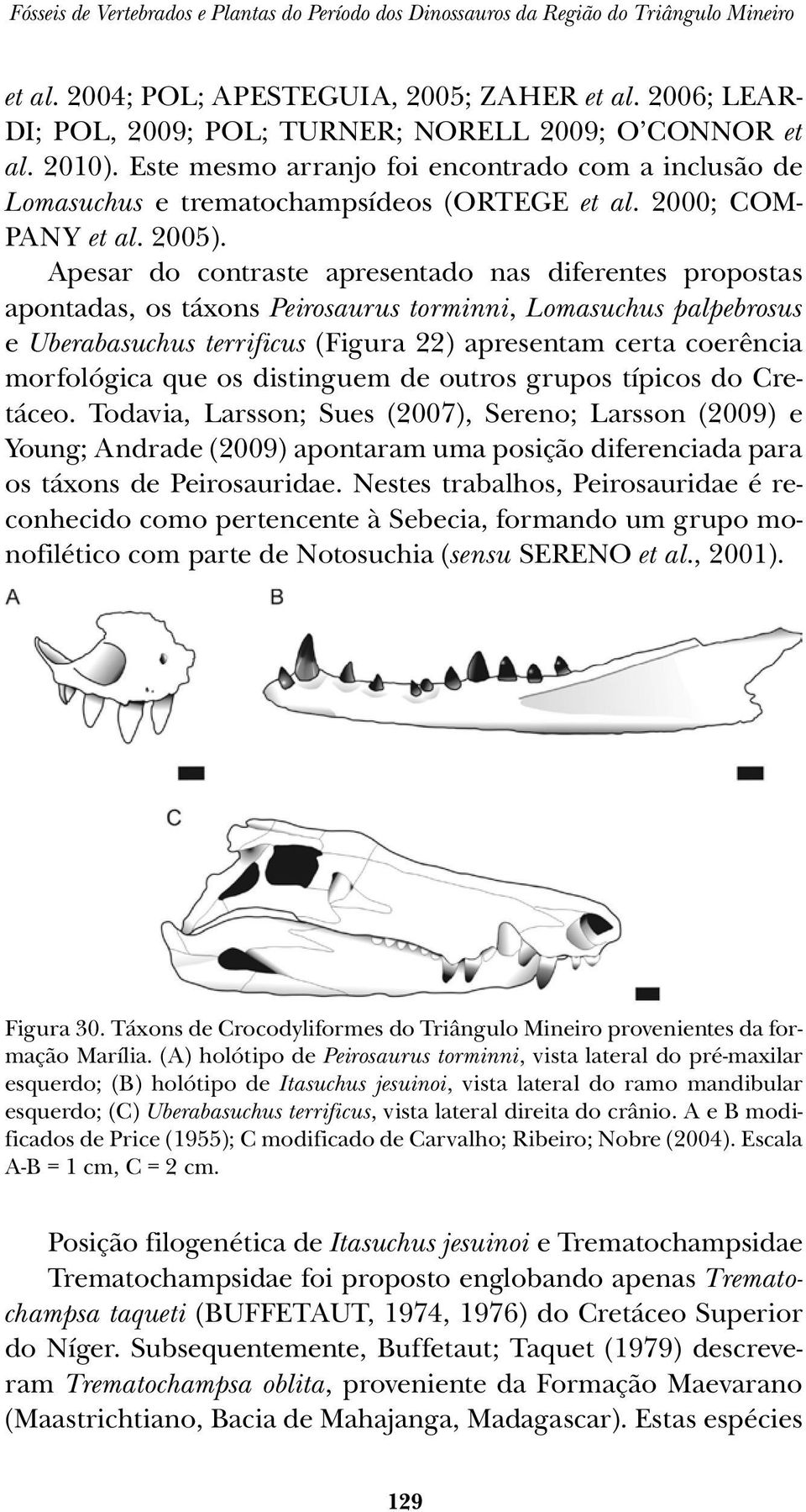 Apesar do contraste apresentado nas diferentes propostas apontadas, os táxons Peirosaurus torminni, Lomasuchus palpebrosus e Uberabasuchus terrificus (Figura 22) apresentam certa coerência