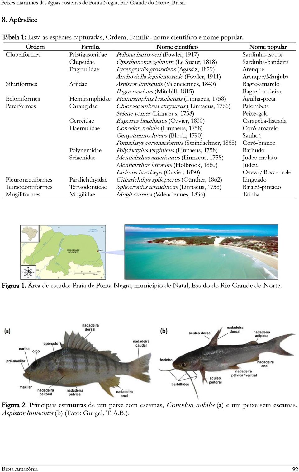 Lycengraulis grossidens (Agassiz, 1829) Arenque Anchoviella lepidentostole (Fowler, 1911) Arenque/Manjuba Siluriformes Ariidae Aspistor luniscutis (Valenciennes, 1840) Bagre-amarelo Bagre marinus