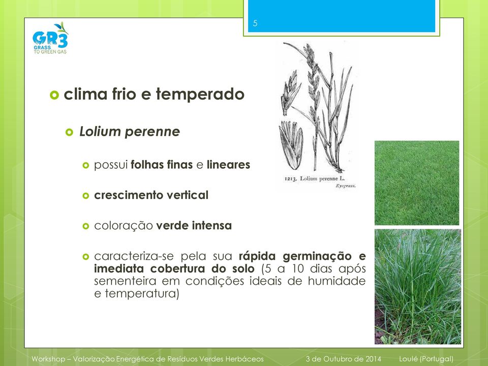 caracteriza-se pela sua rápida germinação e imediata cobertura do