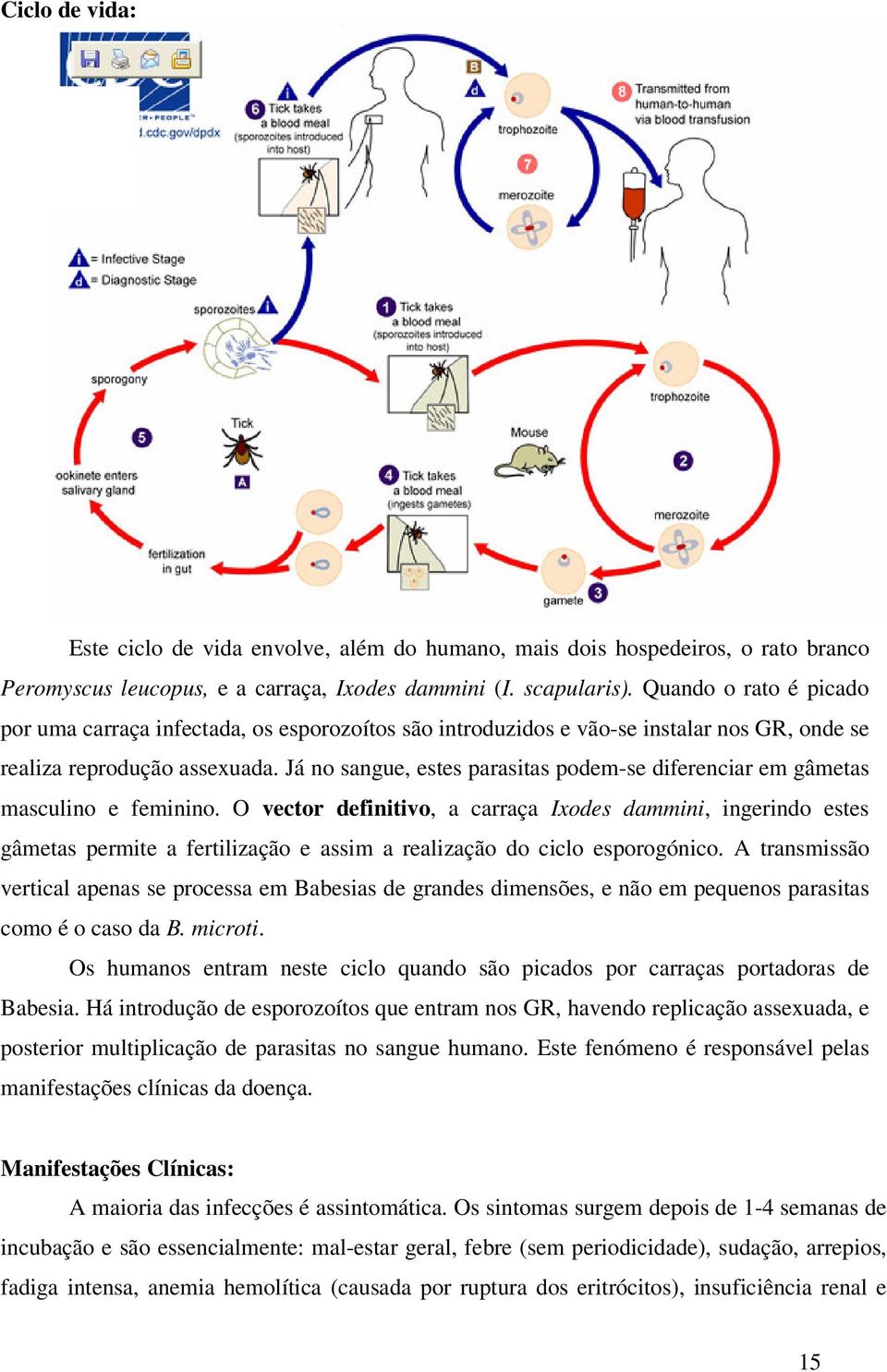 Já no sangue, estes parasitas podem-se diferenciar em gâmetas masculino e feminino.