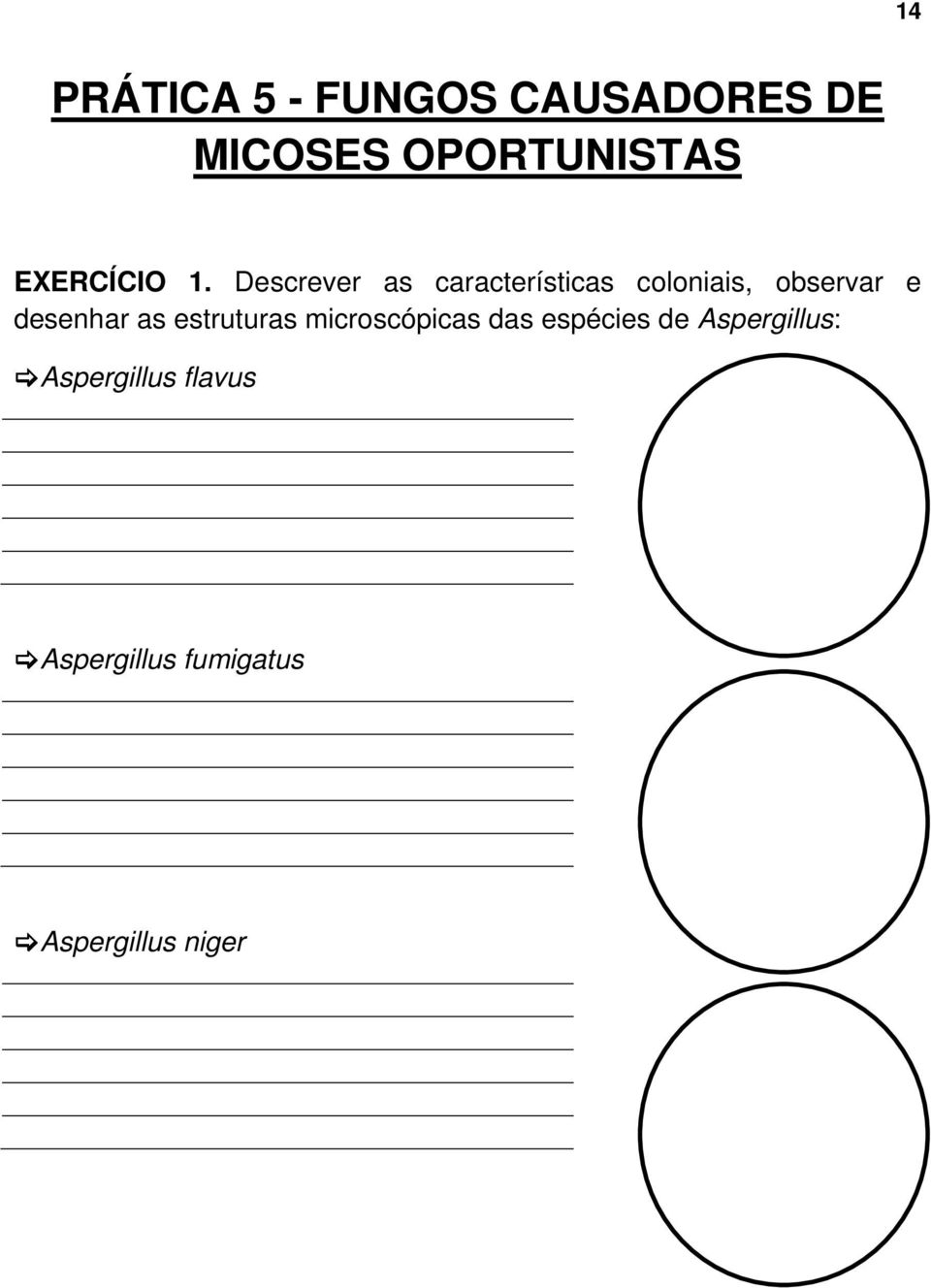 Descrever as características coloniais, observar e desenhar