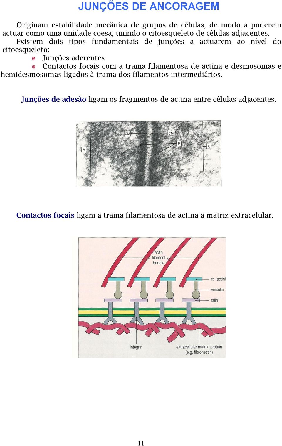 Existem dois tipos fundamentais de junções a actuarem ao nível do citoesqueleto: Junções aderentes Contactos focais com a trama