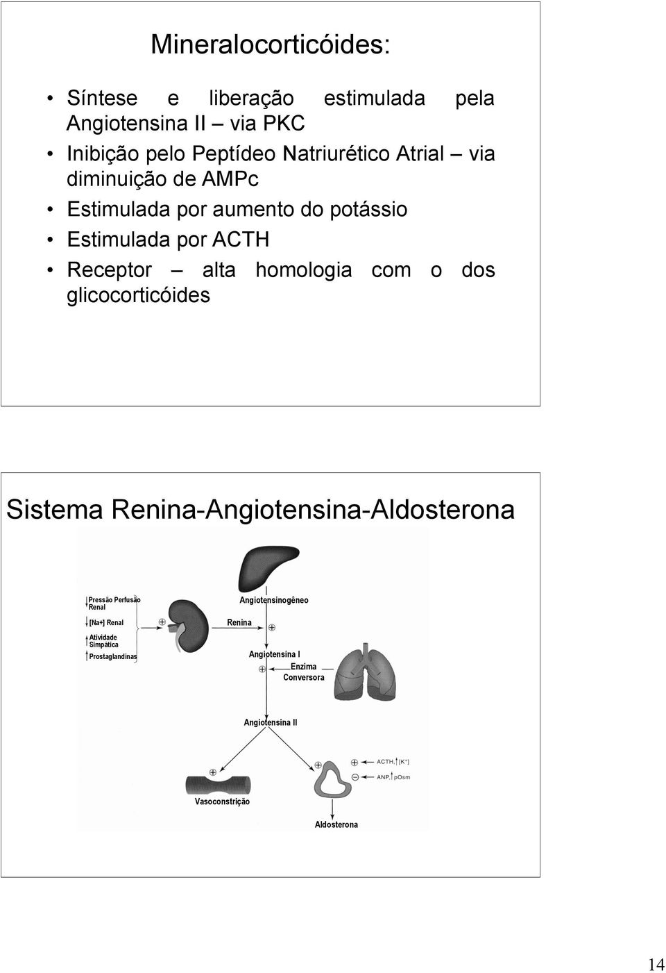 dos glicocorticóides Sistema Renina-Angiotensina-Aldosterona Pressão Perfusão Renal [Na+] Renal Atividade Simpática