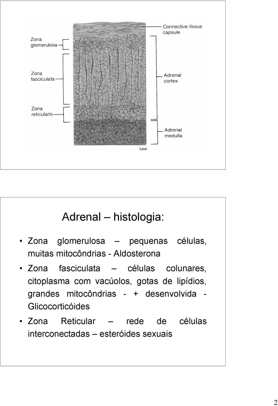 com vacúolos, gotas de lipídios, grandes mitocôndrias - + desenvolvida -