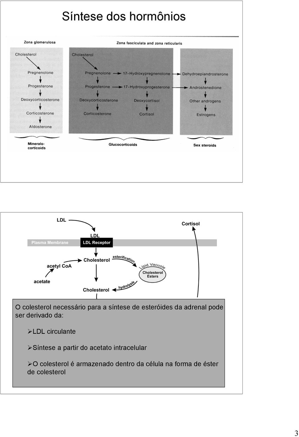 circulante Síntese a partir do acetato intracelular O