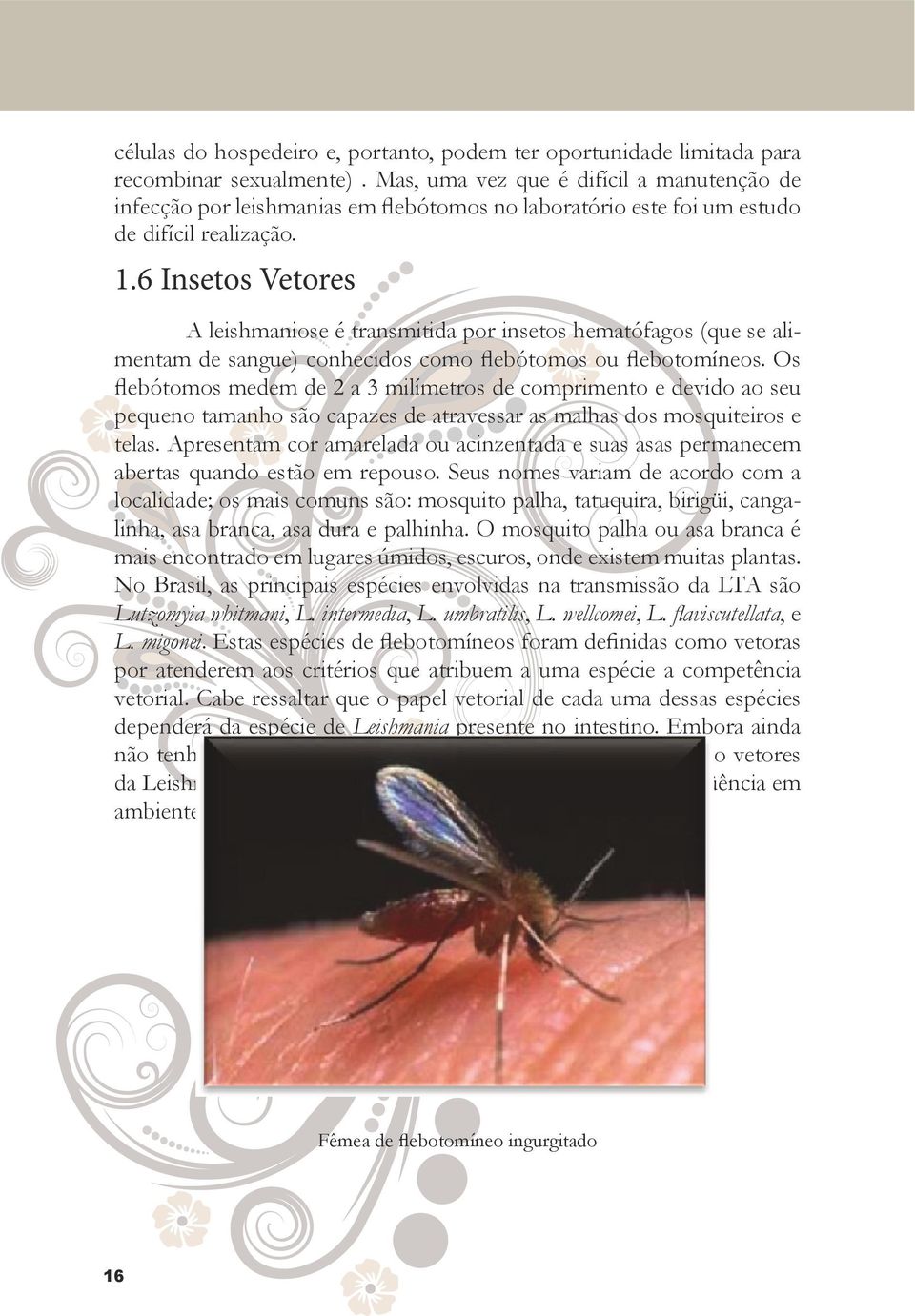 6 Insetos Vetores A leishmaniose é transmitida por insetos hematófagos (que se alimentam de sangue) conhecidos como flebótomos ou flebotomíneos.