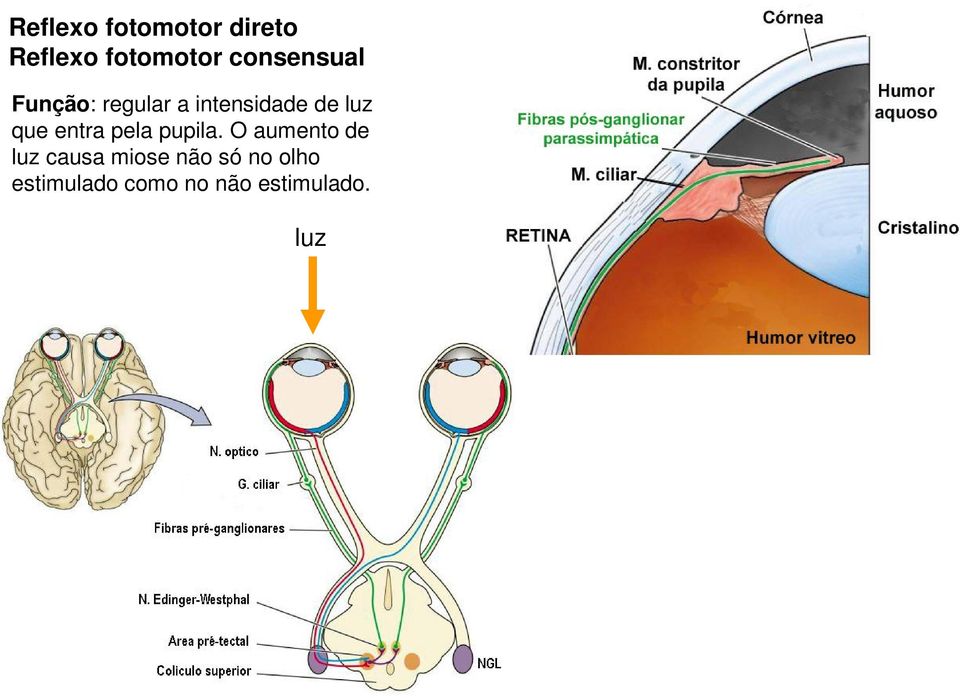 que entra pela pupila.