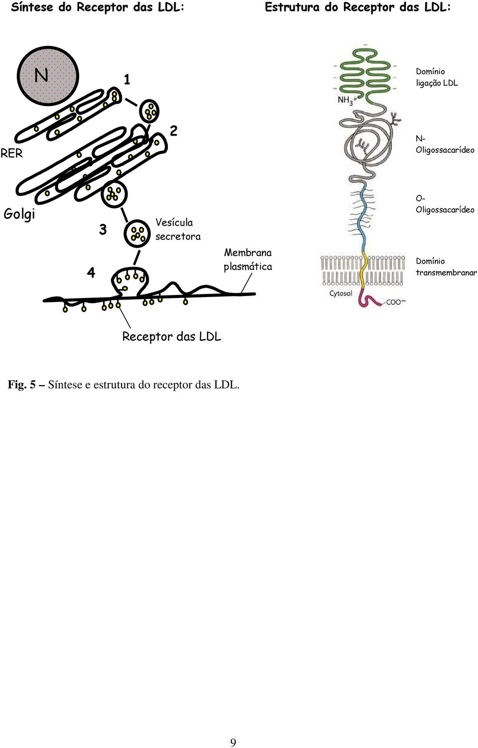 secretora O- Oligossacarídeo 4 Membrana plasmática Domínio