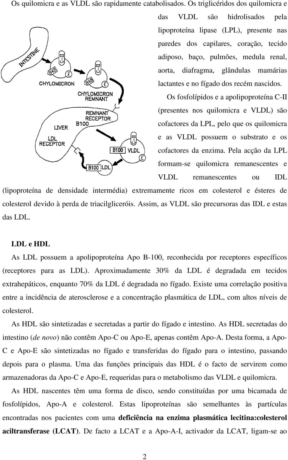 glândulas mamárias lactantes e no fígado dos recém nascidos.