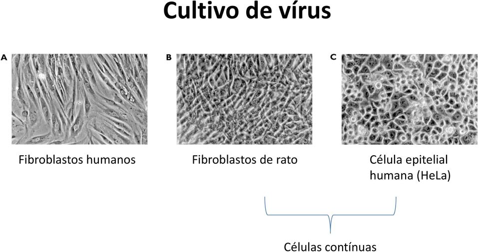 Fibroblastos de rato