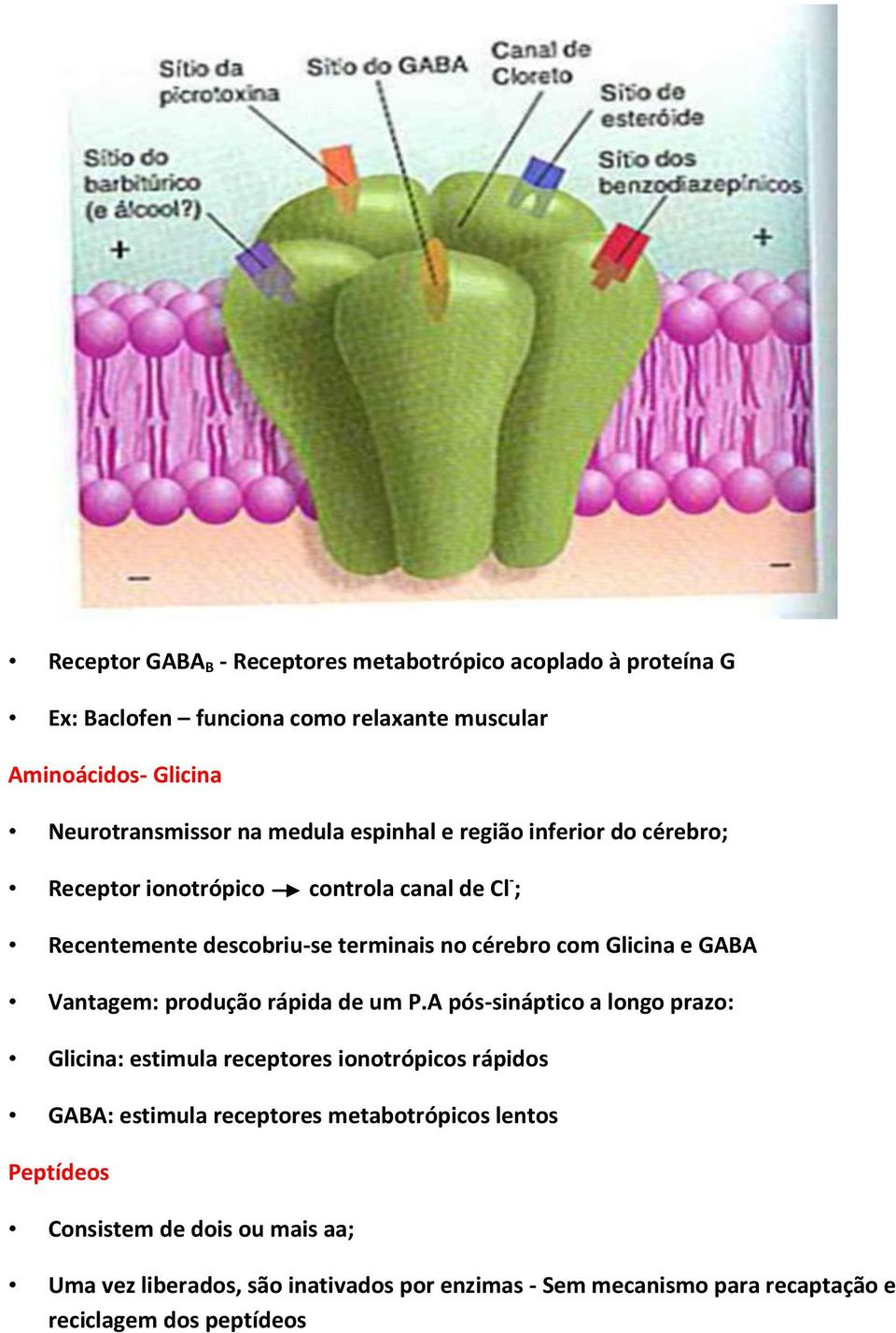 GABA Vantagem: produção rápida de um P.