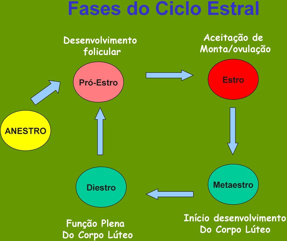 Pró-Estro Estro ANESTRO Diestro Função Plena