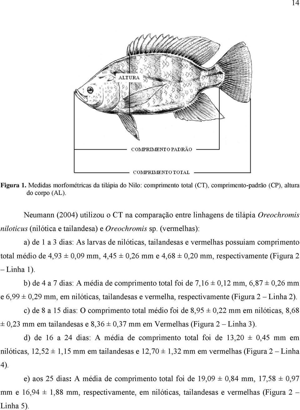 (vermelhas): a) de 1 a 3 dias: As larvas de nilóticas, tailandesas e vermelhas possuíam comprimento total médio de 4,93 ± 0,09 mm, 4,45 ± 0,26 mm e 4,68 ± 0,20 mm, respectivamente (Figura 2 Linha 1).