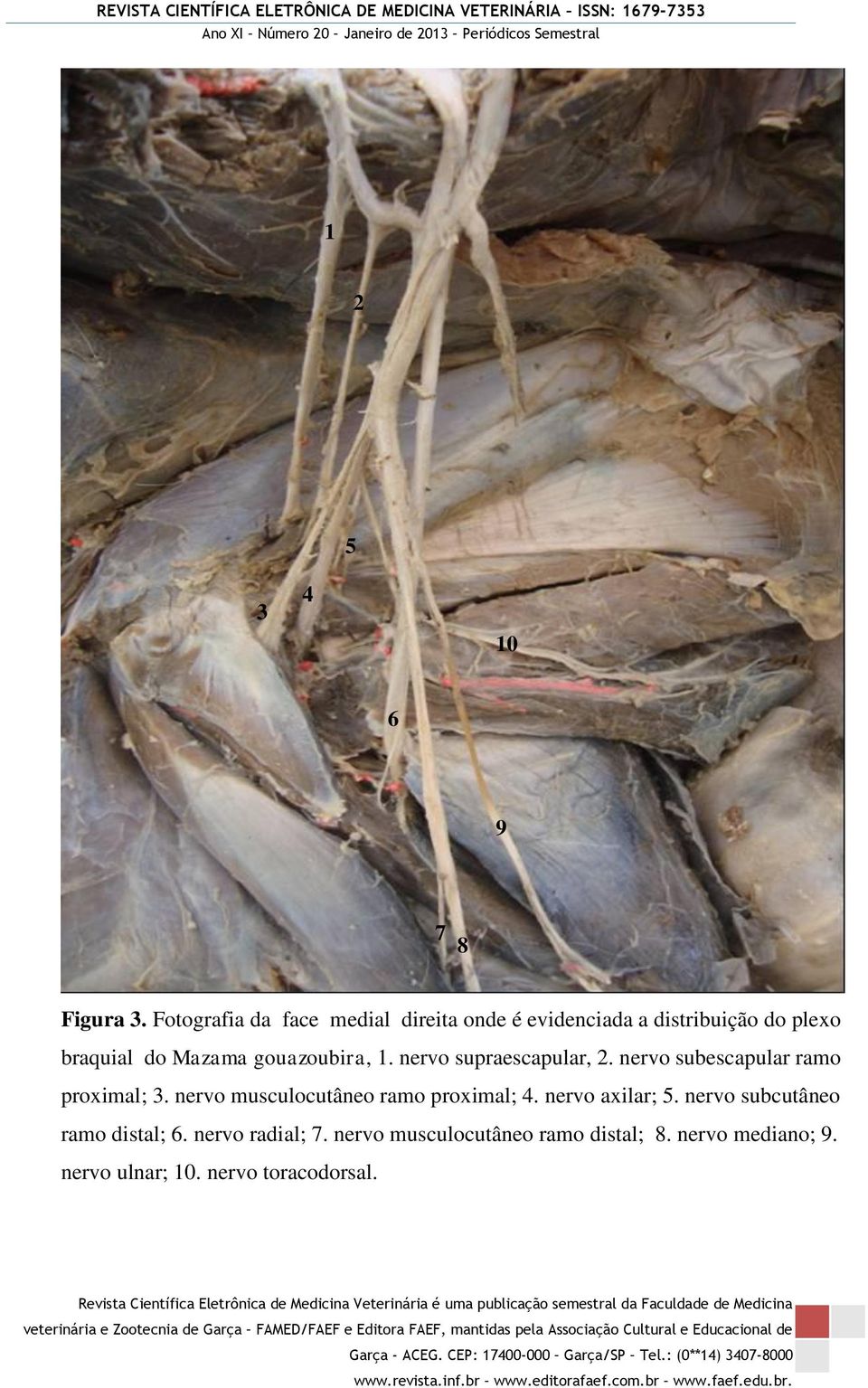 gouazoubira, 1. nervo supraescapular, 2. nervo subescapular ramo proximal; 3.