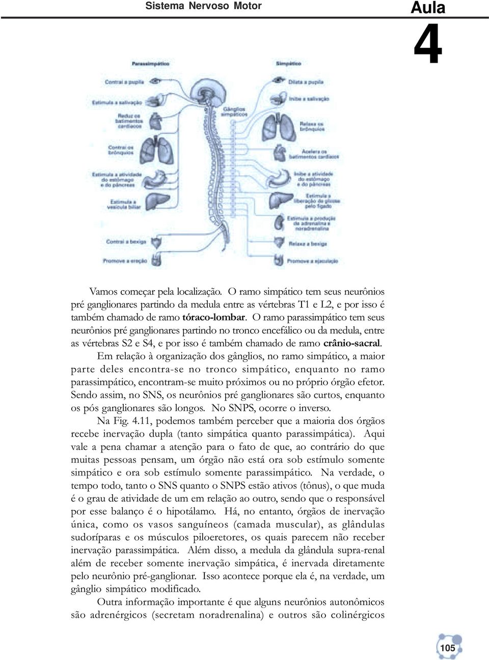 O ramo parassimpático tem seus neurônios pré ganglionares partindo no tronco encefálico ou da medula, entre as vértebras S2 e S, e por isso é também chamado de ramo crânio-sacral.