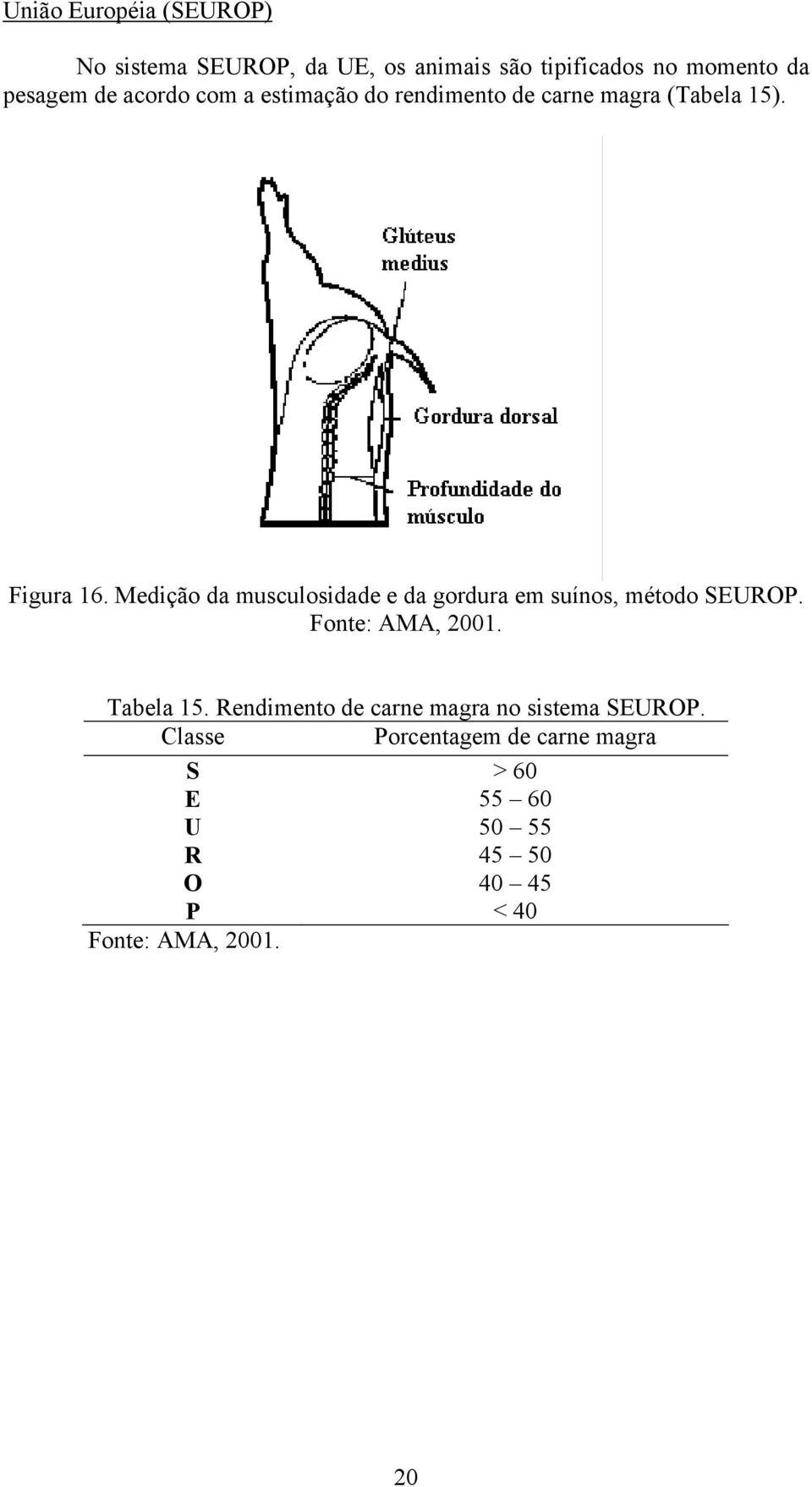 Medição da musculosidade e da gordura em suínos, método SEUROP. Fonte: AMA, 2001. Tabela 15.