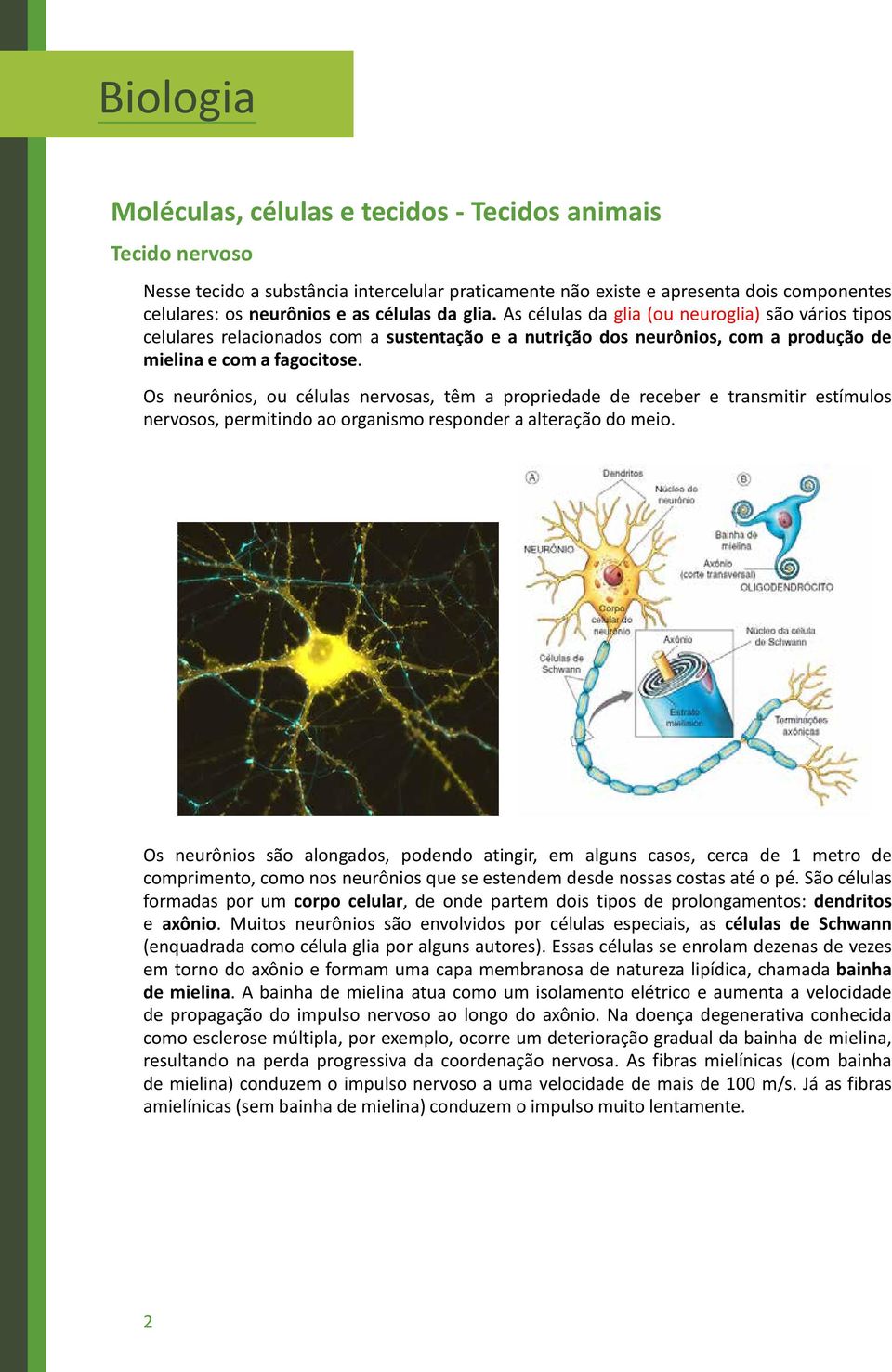 Os neurônios, ou células nervosas, têm a propriedade de receber e transmitir estímulos nervosos, permitindo ao organismo responder a alteração do meio.