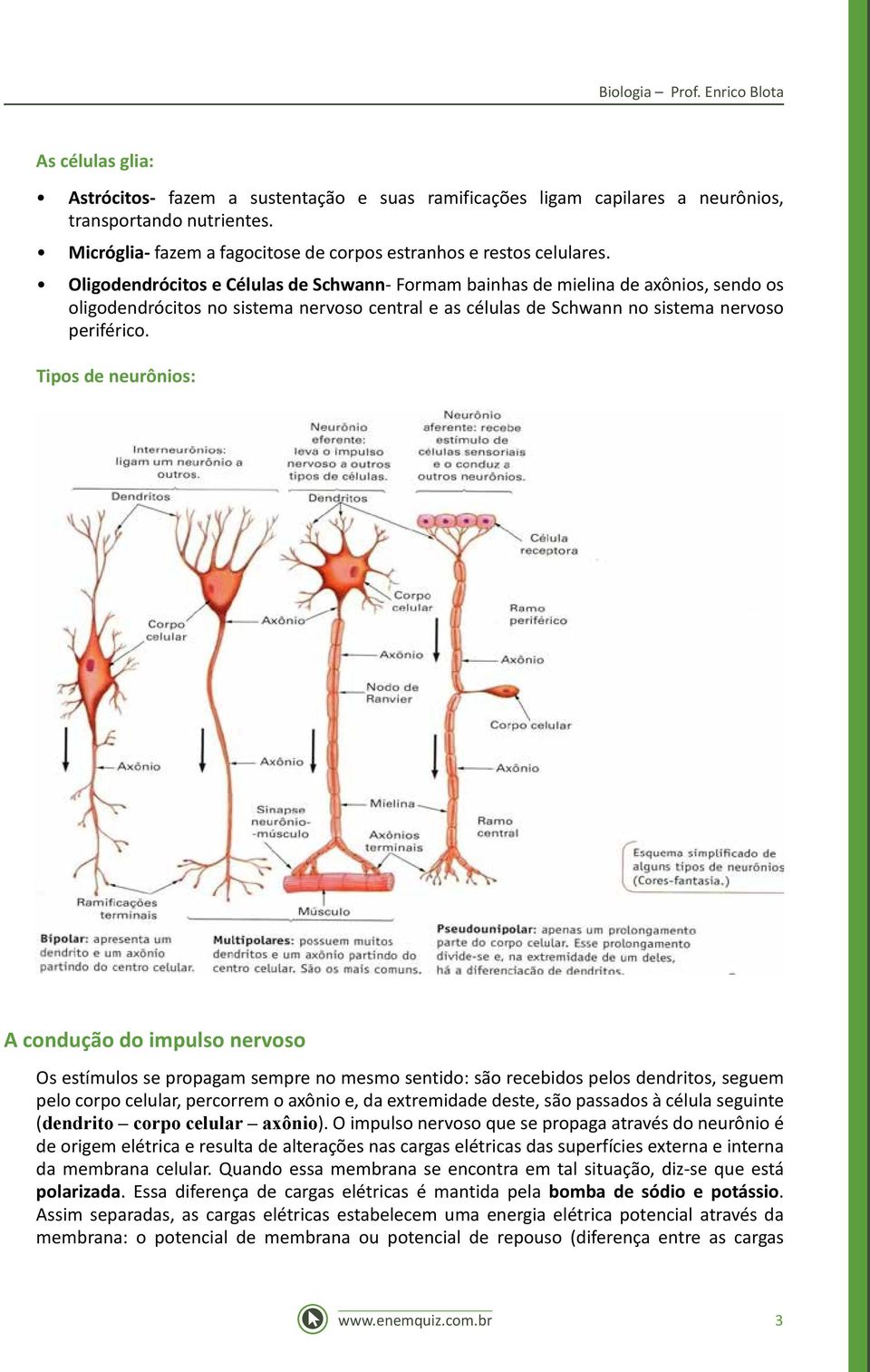 Oligodendrócitos e Células de Schwann- Formam bainhas de mielina de axônios, sendo os oligodendrócitos no sistema nervoso central e as células de Schwann no sistema nervoso periférico.