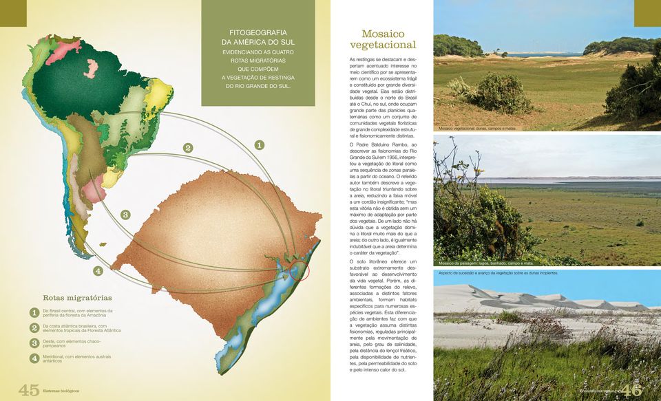 Mosaico vegetacional As restingas se destacam e despertam acentuado interesse no meio científico por se apresentarem como um ecossistema frágil e constituído por grande diversidade vegetal.