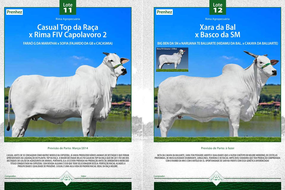 apresentados na liquidação do plantel Top da Raça. O maior destaque delas foi Galocha Top da Raça que em 2011 foi um dos destaques do Leilão da Agrozurita em Araras.