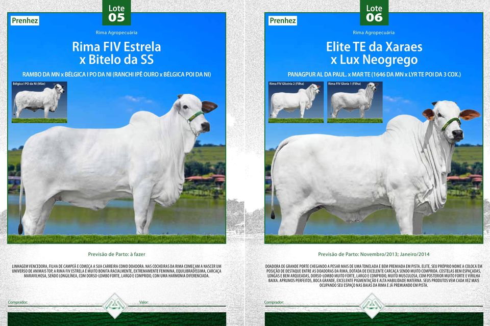 ) Bélgica I PO da NI (Mãe) Rima FIV Glicéria 2 (Filha) Rima FIV Gloria 1 (Filha) Previsão de Parto: à fazer Linhagem vencedora, filha de campeã e começa a sua carreira como doadora.