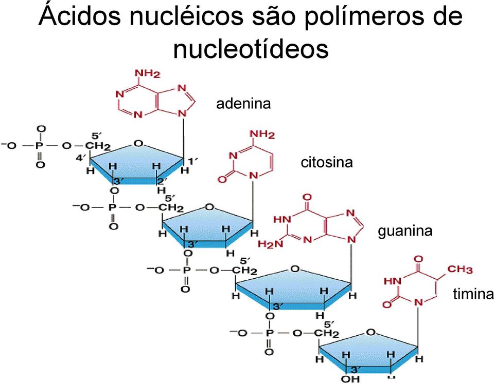 nucleotídeos