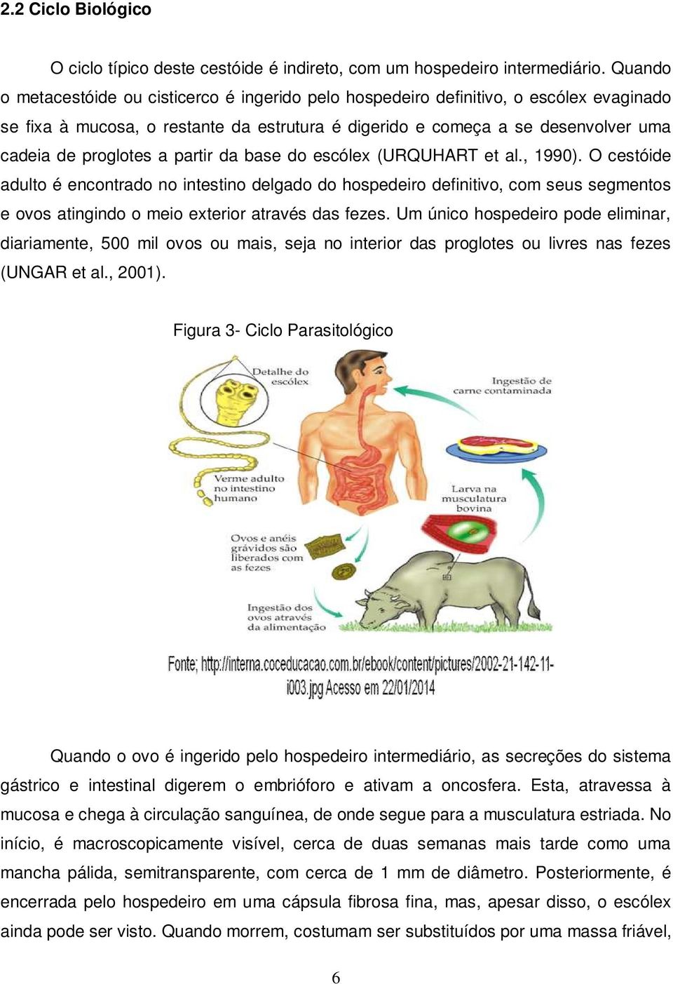 partir da base do escólex (URQUHART et al., 1990). O cestóide adulto é encontrado no intestino delgado do hospedeiro definitivo, com seus segmentos e ovos atingindo o meio exterior através das fezes.