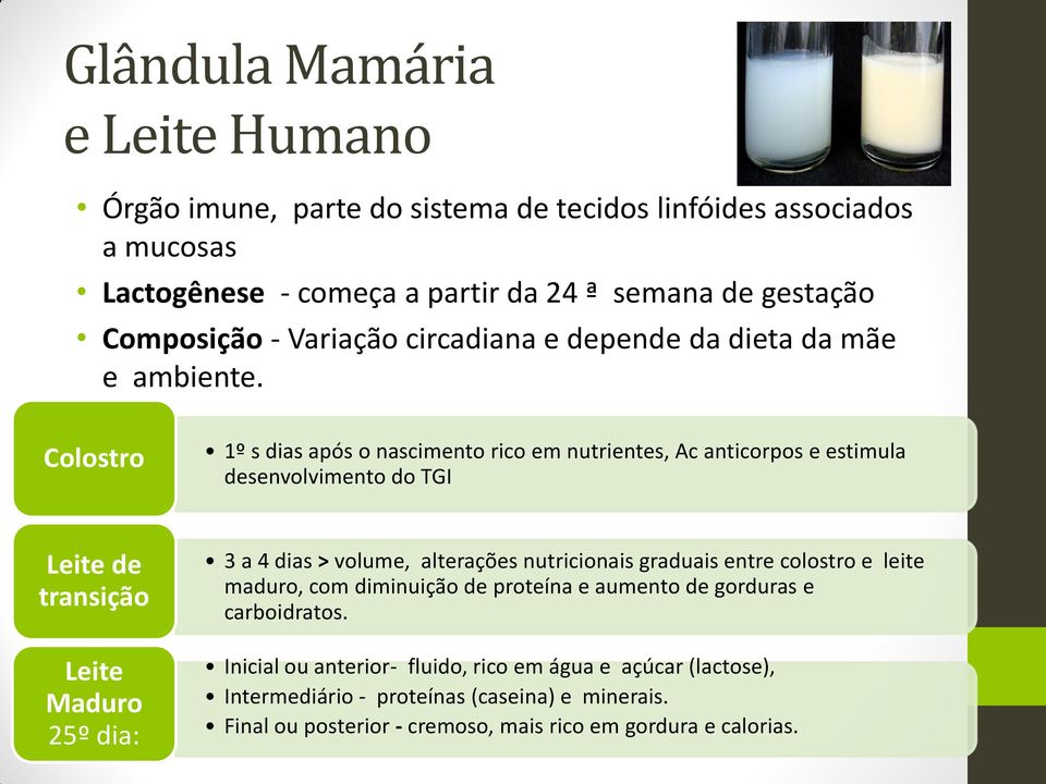 Colostro 1º s dias após o nascimento rico em nutrientes, Ac anticorpos e estimula desenvolvimento do TGI Leite de transição Leite Maduro 25º dia: 3 a 4 dias > volume,