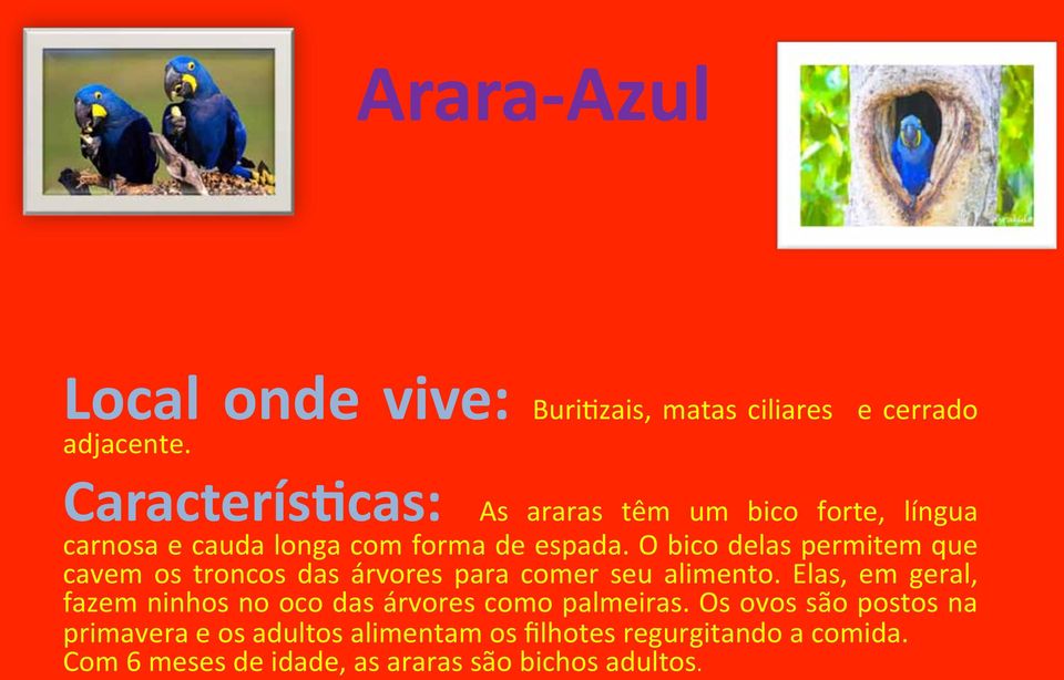 O bico delas permitem que cavem os troncos das árvores para comer seu alimento.