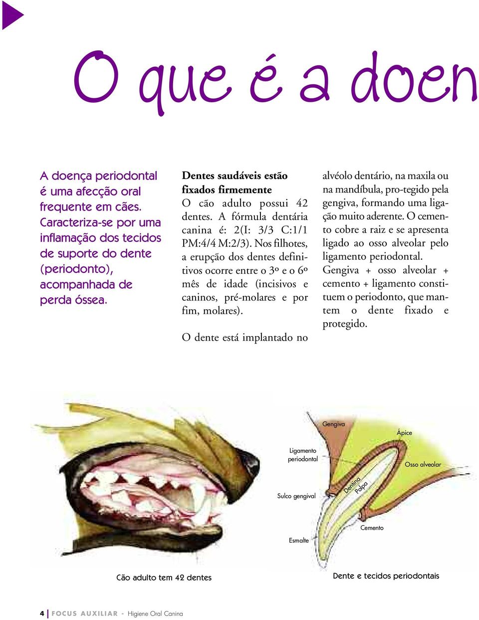 Nos filhotes, a erupção dos dentes definitivos ocorre entre o 3º e o 6º mês de idade (incisivos e caninos, pré-molares e por fim, molares).