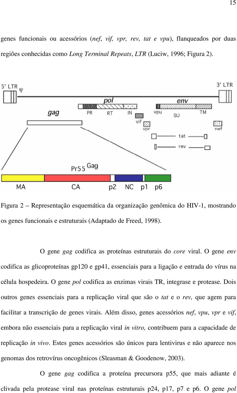 O gene env codifica as glicoproteínas gp120 e gp41, essenciais para a ligação e entrada do vírus na célula hospedeira. O gene pol codifica as enzimas virais TR, integrase e protease.