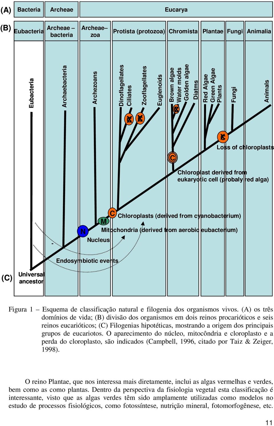 red alga) - N C M Nucleus Chloroplasts (derived from cyanobacterium) Mitochondria (derived from aerobic eubacterium) Endosymbiotic events (C) Universal ancestor Figura 1 Esquema de classificação