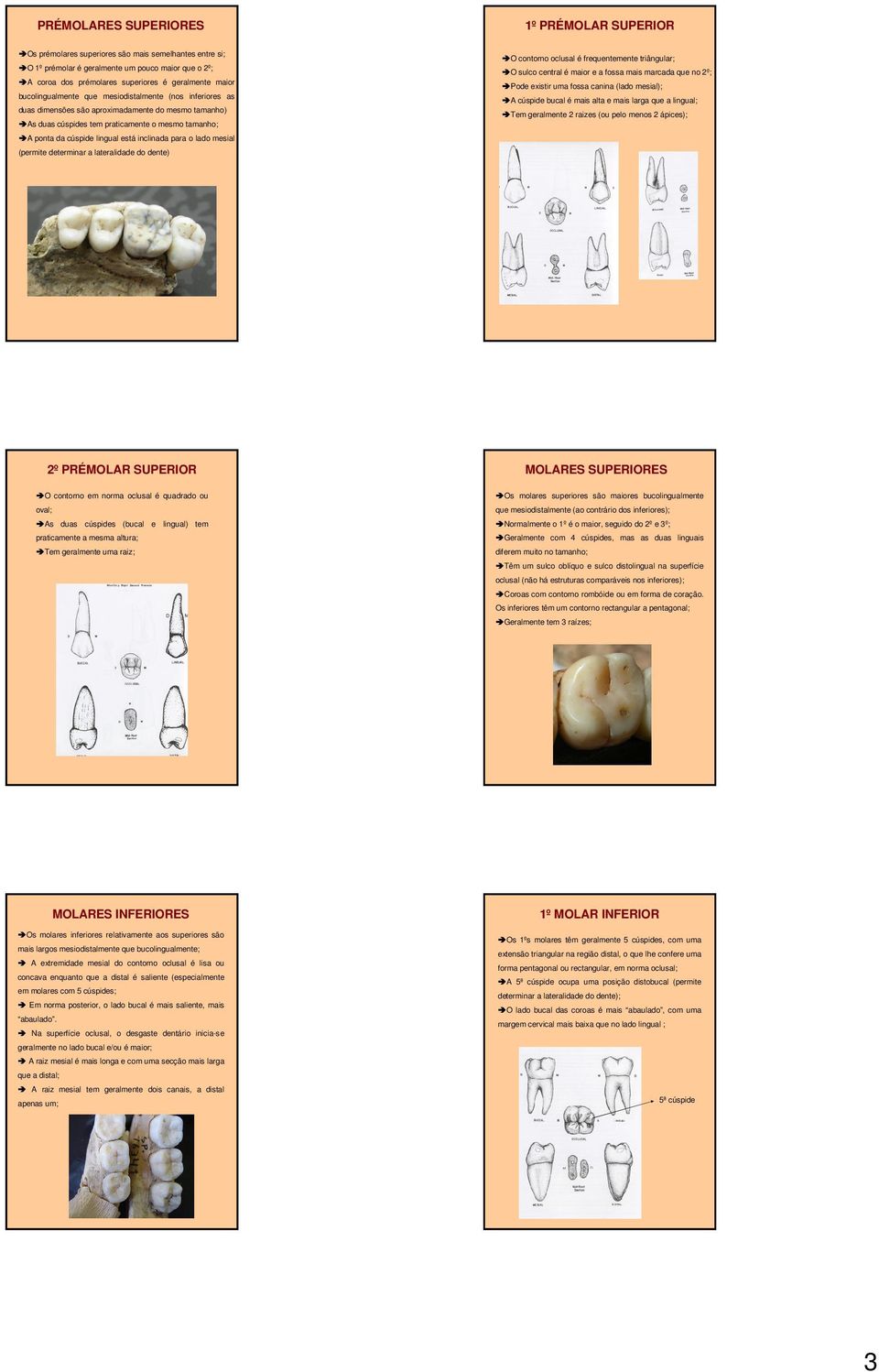 inclinada para o lado mesial (permite determinar a lateralidade do dente) O contorno oclusal é frequentemente triângular; O sulco central é maior e a fossa mais marcada que no 2º; Pode existir uma